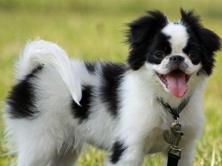 15 World’s Smallest Dog Breeds To Steal Your Heart : Daily Leap